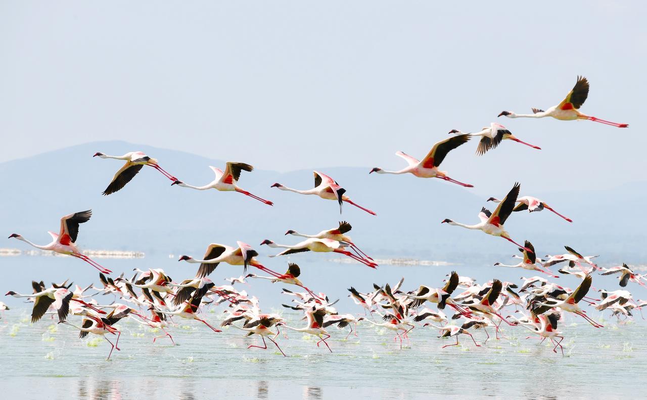 Mbweha Camp Lake Nakuru Elmenteita Exterior photo