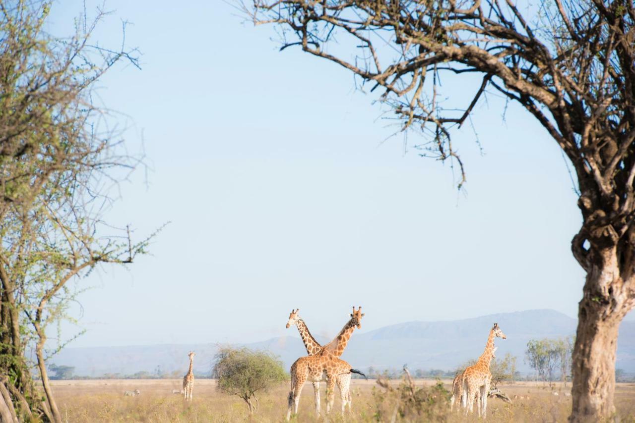 Mbweha Camp Lake Nakuru Elmenteita Exterior photo